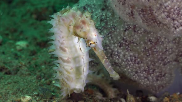 White thorny Seahorse (Hippocampus histrix) close up beside pink soft coral alt