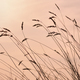 Silhouettes of spikelets against of pink dawn - PhotoDune Item for Sale