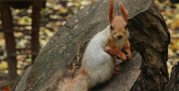 Squirrel Eats Nuts in the Forest