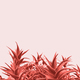 Minimal contemporary creative design with aloe plant in coral color of the year. - PhotoDune Item for Sale