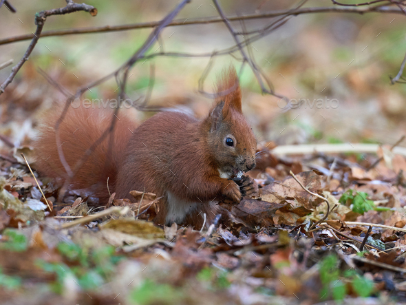 Eurasian red squirrel (Sciurus vulgaris) - Stock Photo - Images