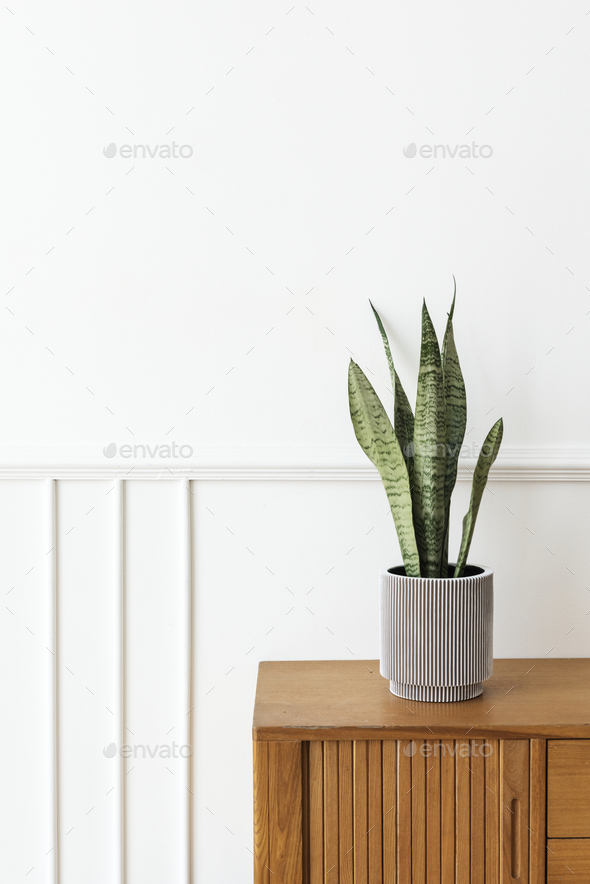 Snake plant in a gray plant pot on a wooden cabinet - Stock Photo - Images