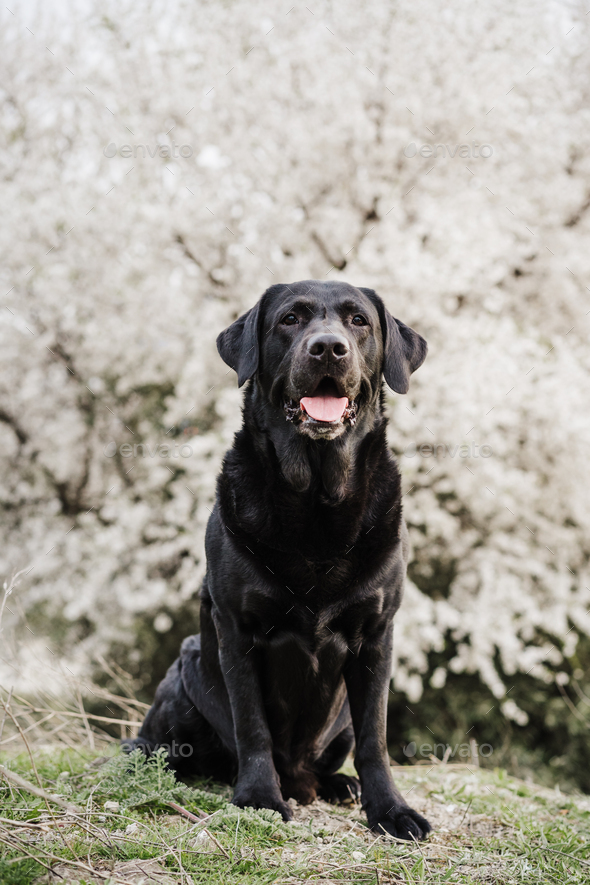 black labrador dog sitting outdoors in white flowers meadow background ...