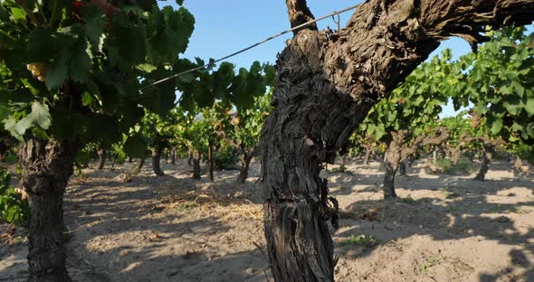 Vineyards growing in sand. Aigues Mortes, Gard department,The Occitan, France alt