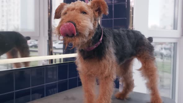 Beautiful Brown Dog Airedale in the Grooming Salon While Cutting alt