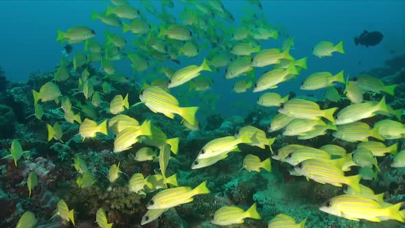 Group of yellow snappers swimming over tropical coral reef in the Maldives alt