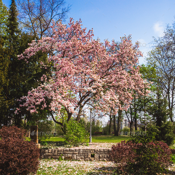 Beautiful pink flower magnolia tree in the Margaret Island - Budapest ...