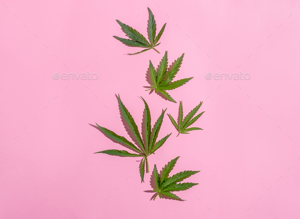 Cannabis marijuana cannabis leaves on pink blank background. Floral background minimalism