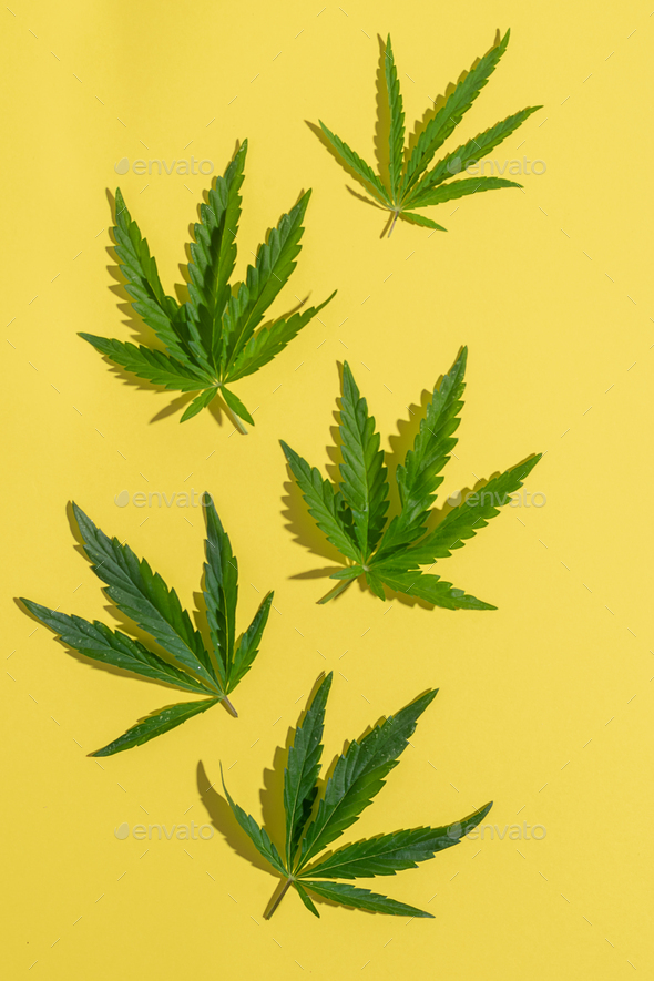 Cannabis marijuana cannabis leaves yellow blank background. Floral background minimalism
