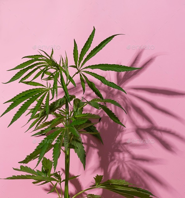 Cannabis marijuana cannabis leaves pink background. Floral background minimalism.