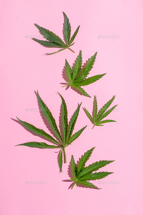 Cannabis marijuana cannabis leaves pink blank background. Floral background minimalism