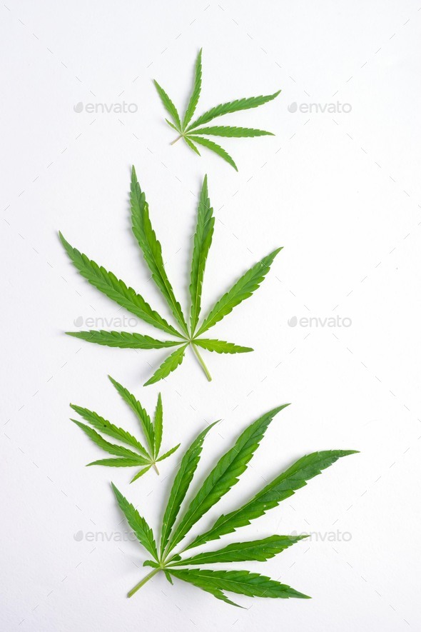Cannabis marijuana cannabis leaves white blank background. Floral background minimalism