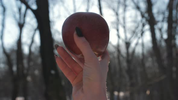 Apple in the Hands of a Woman in a Winter Forest Against the Background of the Rays of the Setting