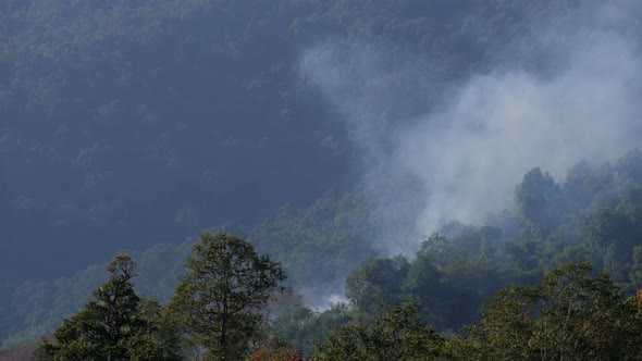 Burning In Forest alt