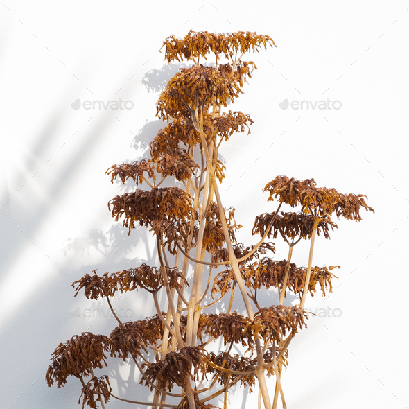 Dry flower against a white wall background with sunlight shadows. Home decor