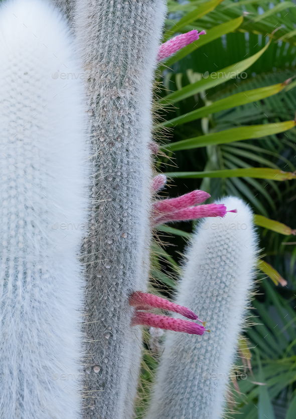Exotic cactus plant. Minimal floral botanical aesthetic. Travel in details. Canary island