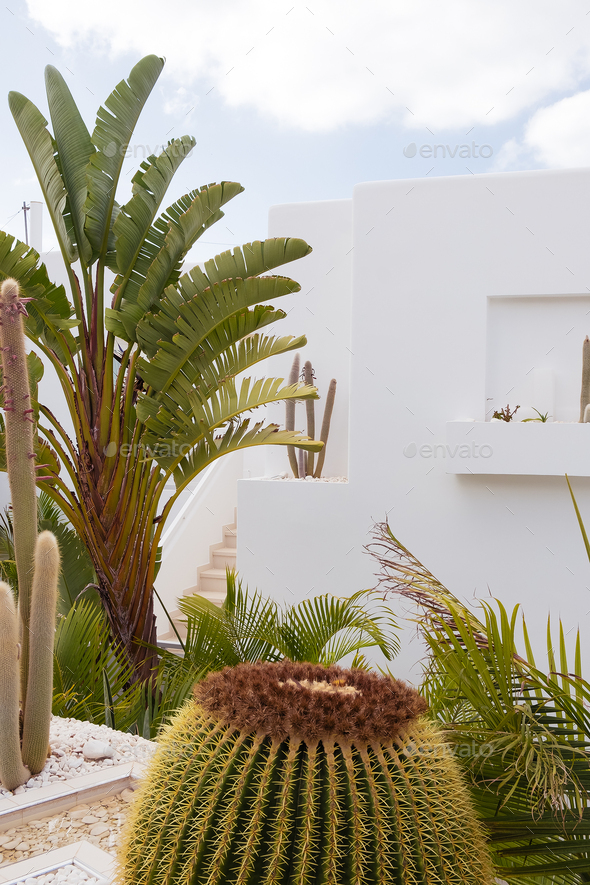 Palm tree and cactus garden. Minimal floral botanical aesthetic. Travel in details. Canary island
