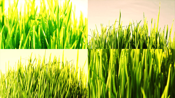 Green Grass Loop 2