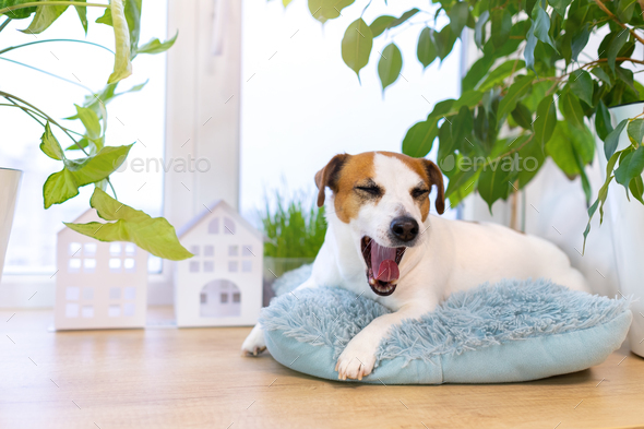 Yawning sleepy dog Jack Russell Terrier lying on blue fluffy pillow by window.