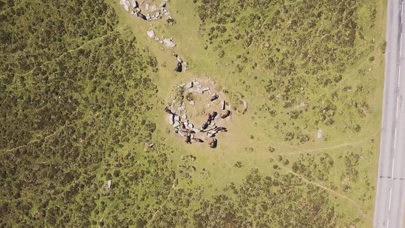 Wide aerial of ponies grazing next to a road in Dartmoor National Park, England. alt