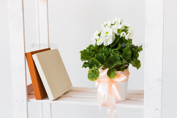 Books and indoor plant on a bookshelf. Minimal composition. Spring interior concept