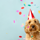 Cute dog celebrating at a birthday party - PhotoDune Item for Sale