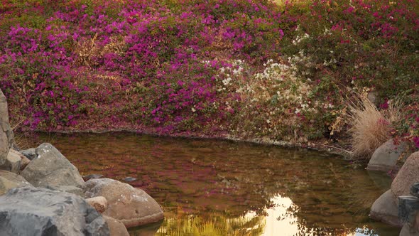 Flowering Bush Reflected In a Small River