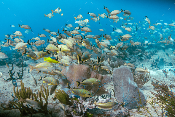 Underwater view with school fish in ocean. Sea life in transparent ...