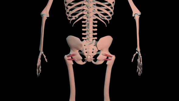 Gemellus Superior And Inferior Muscles Full Roration Loop, Motion Graphics