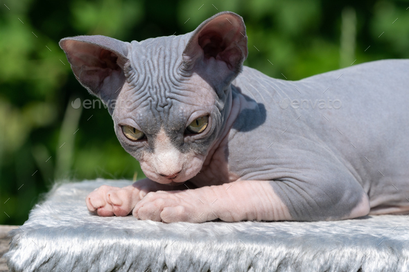 Young blue and white Sphinx kitten lying down on rug outdoors, looking at camera on sunny summer day