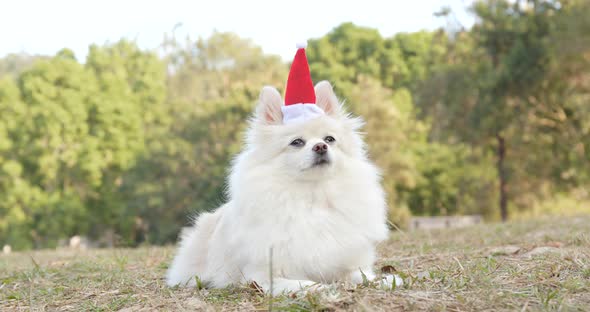Pomeranian dog with christmas red hat alt