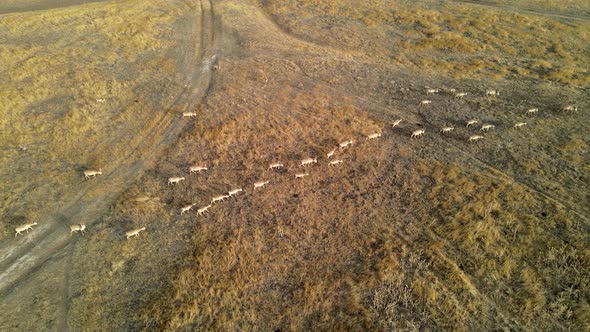 Wild Saiga Antelope Running. Herd of Antelope Running on Steppes To River.  Hdr Slow Motion alt