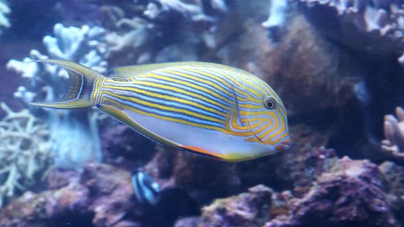 Blue banded surgeonfish (Acanthurus lineatus), also known as the zebra surgeonfish