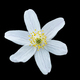 White flower isolated on black background - PhotoDune Item for Sale