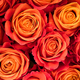 Background of orange roses - PhotoDune Item for Sale