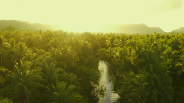 Sunset Nature River Landscape and Palm Trees Aerial View. People Having Active Fun in River alt