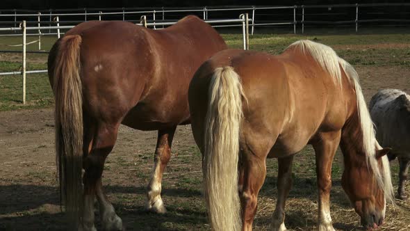 Horses eating hay on the farm.