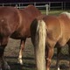Horses eating hay on the farm. - VideoHive Item for Sale