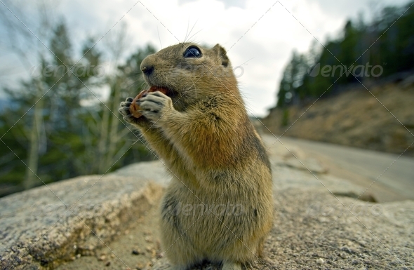 Chipmunk Lunch - Stock Photo - Images