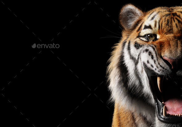Close Up Portraits of roaring Bengal Tiger. Digital artwork Stock