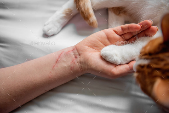 The paw of a white-red cat lies on a violently scratched male hand until it bleeds. Pet attack.