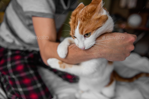 Rabid white-red cat furiously scratched, bit through the mans hand until it bled. Pet attack.