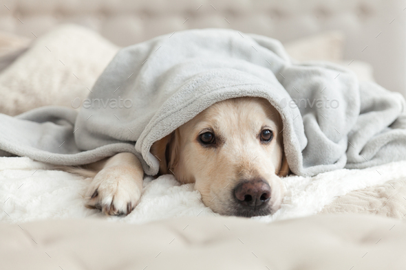 Golden retriever dog on bed Stock Photo by 30thte | PhotoDune