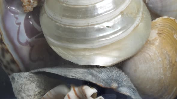 Close up of shells inside a glass bottle that is spinning and rotating alt