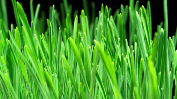 Wheat Sprouts Grow Fast in Time Lapse on a Black Background alt