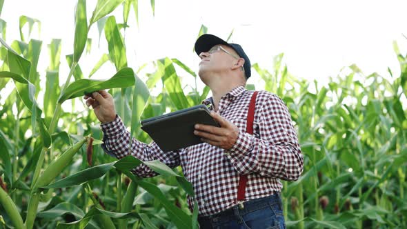 Senior Agronomist With Tablet in Hands Farmer Agronomist Checks Eco Crops