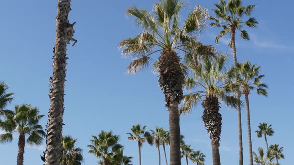 Palms in Los Angeles California USA alt