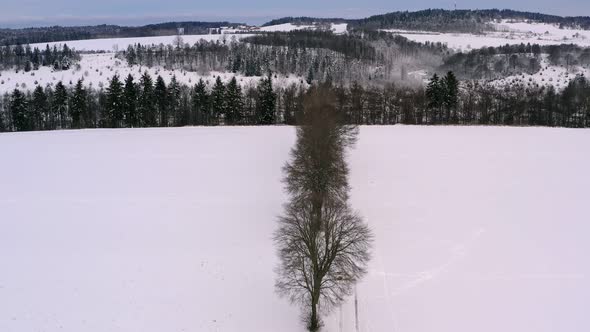 Smooth drone flight over a straight row of bare trees in a winter wonderland landscape with hills in alt