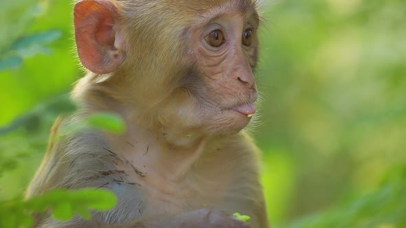 Rhesus Macaque Macaca Mulatta in Slow Motion is One of the Bestknown Species of Old World Monkeys alt