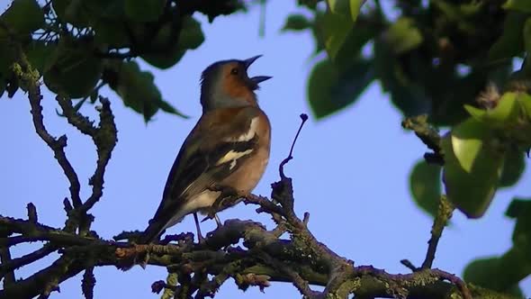 Singing finch in the trees. alt
